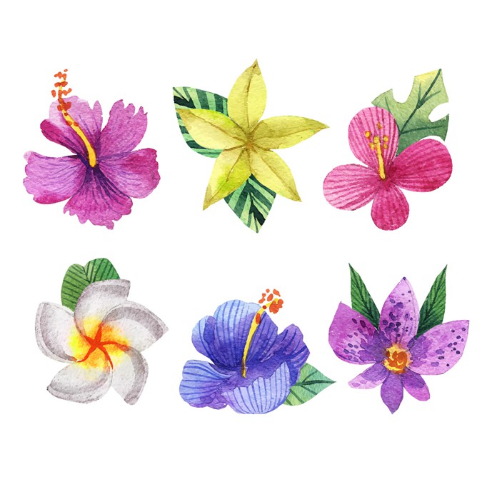 دانلود وکتور 6 گل آبرنگی استوایی با رنگ های مختلف